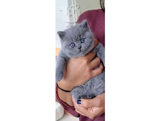 Βρετανική μακρυμάλλη